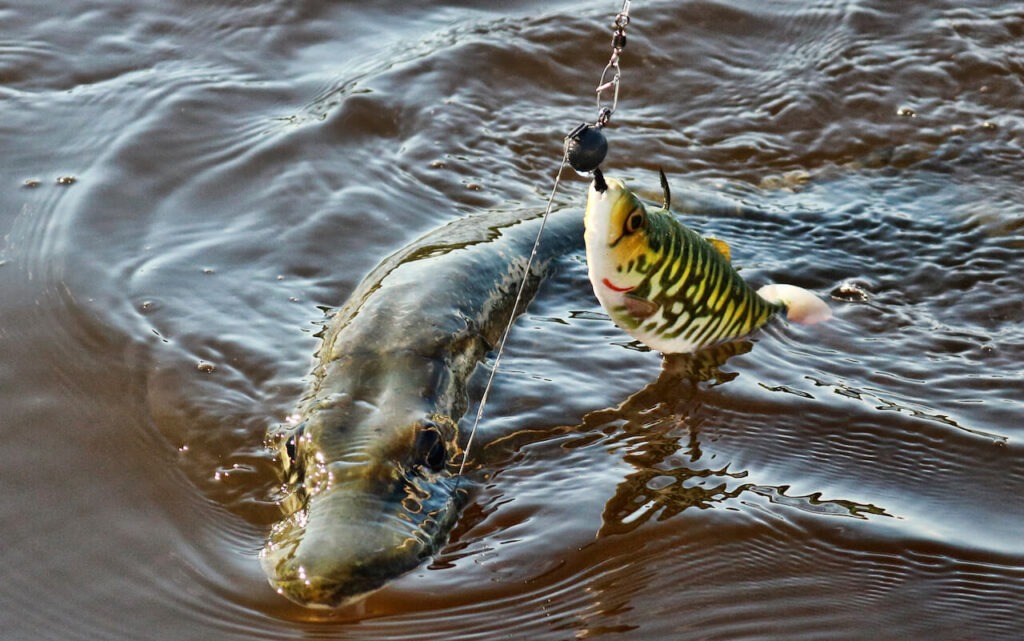4d herring shad na szczupaka