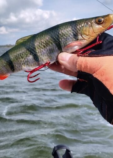 guma szczupakowa 4d herring shad