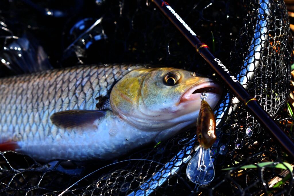 kleń na Goby Crank