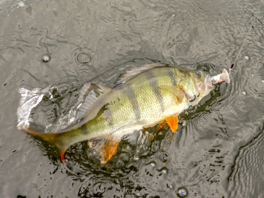 wobler Goby Crank i okoń