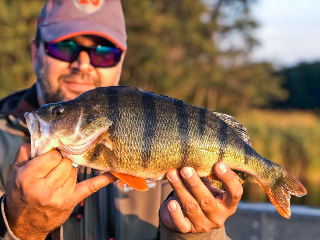 okoń złowiony na wobler Robinson Minnow