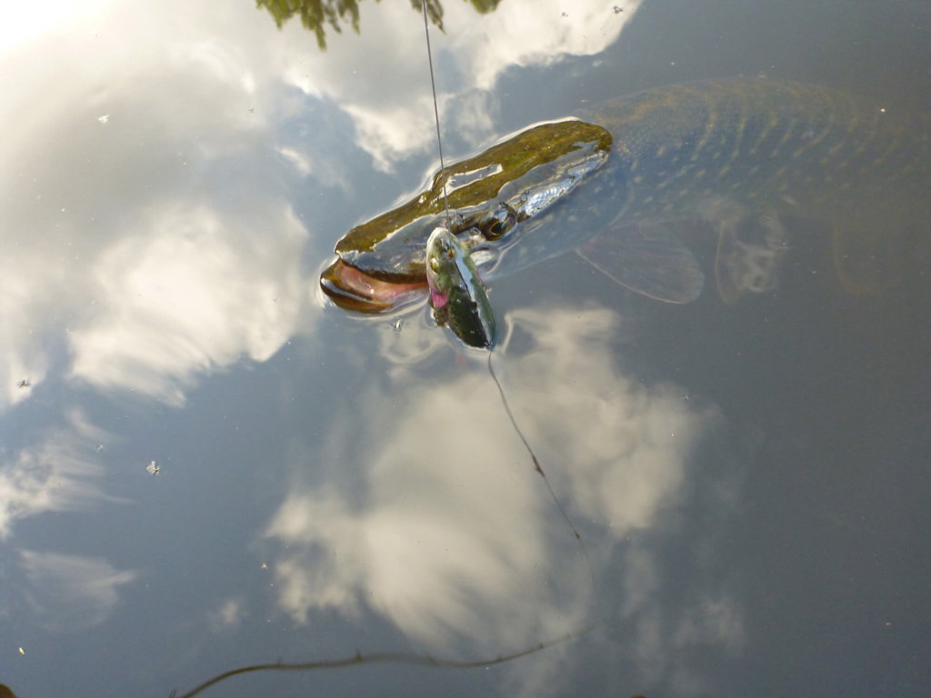 Tail Trout na szczupaka
