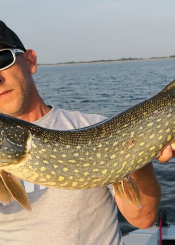 4d Pulse Tail Trout łowi szczupaki