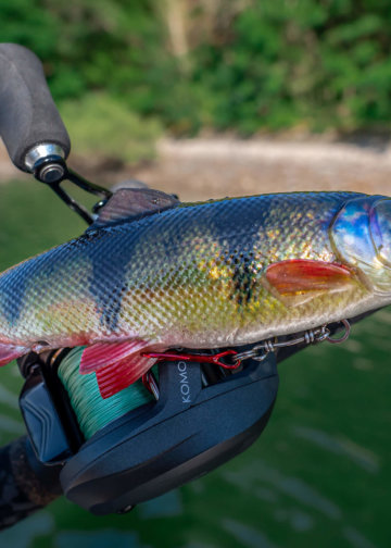 4d Pulse Tail Trout