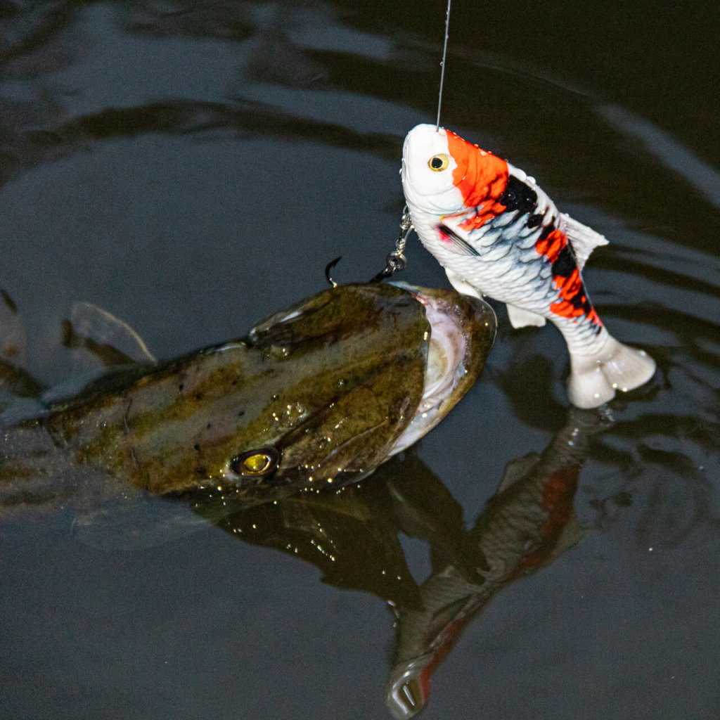Szczupak złowiony na Pulse Tail Roach