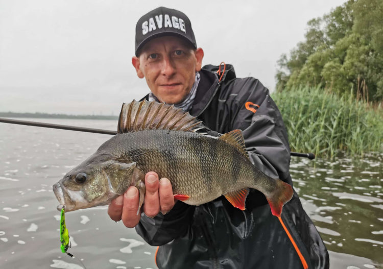 cykada Savage Gear łowi okonie